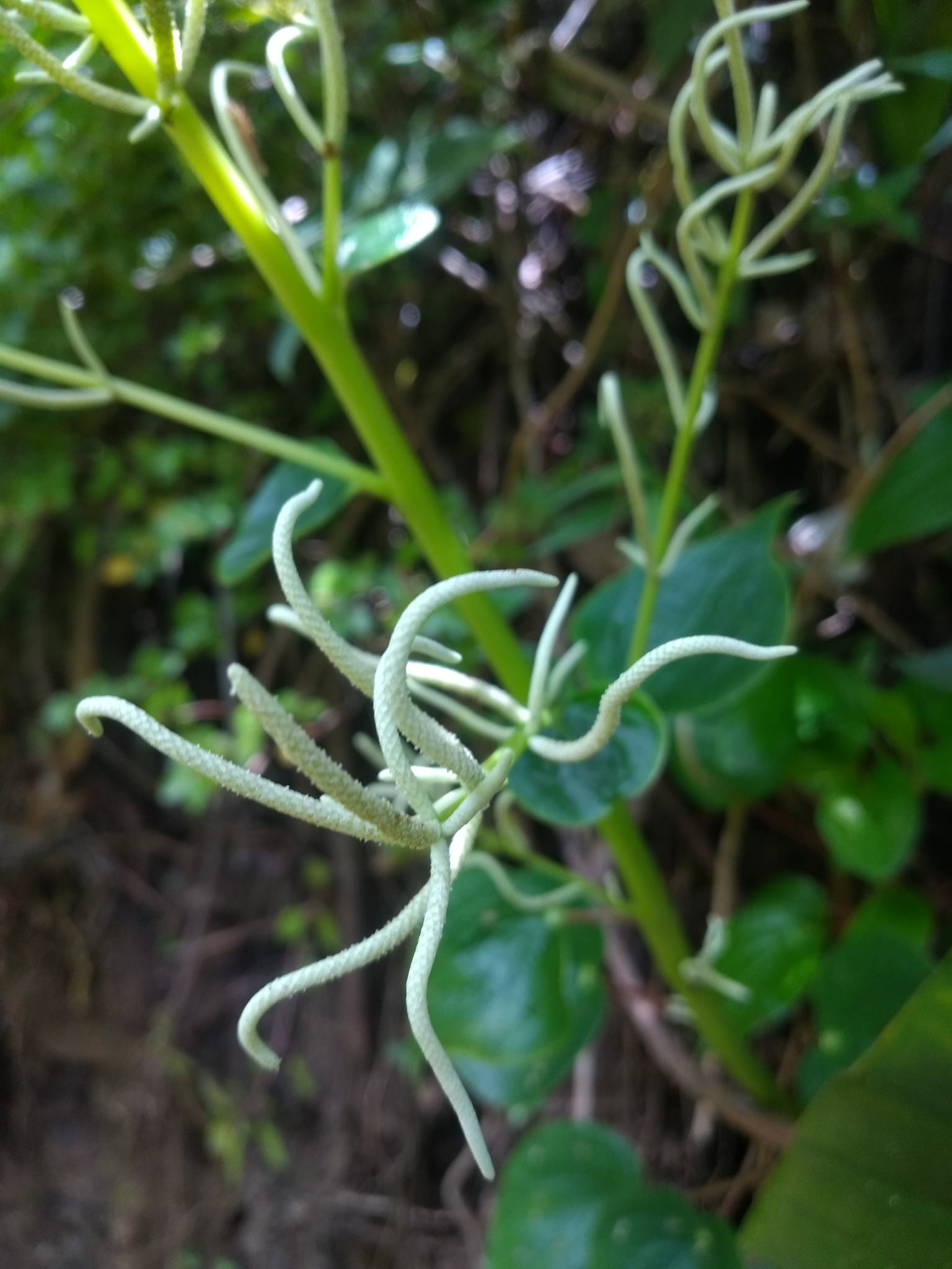 Peperomia polybotrya